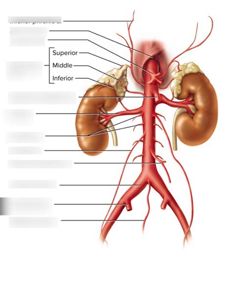 Abdominal Aorta And Major Branches Diagram Quizlet