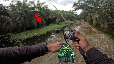 Keunikan Reel Steez Mancing Gabus Kocolan Di Bulan Ramadhan Dengan