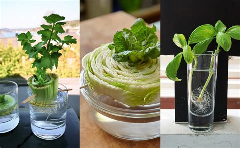 Save Your Kitchen Scraps Because Here Are Plants You Can Grow Out Of