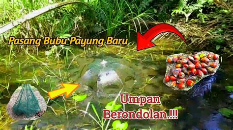 Pasang Bubu Payung Baru Umpan Berondolan Di Spot Rawa Youtube