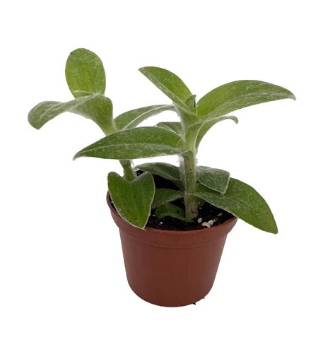 Velvet Hill Tradescantia Sillamontana 25 Pot Easy Succulent Plant