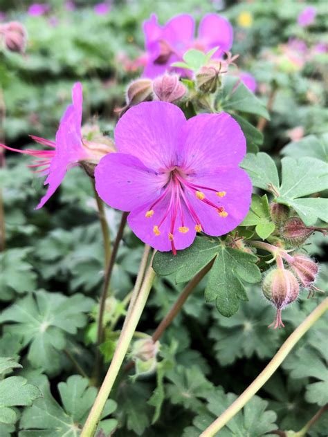 Buy Geranium Karmina Plants Online Stadler Nurseries