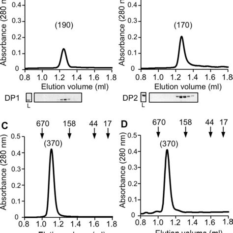 Gel Filtration Chromatography The Elution Profiles Of Dp1 A Dp2 Download Scientific Diagram