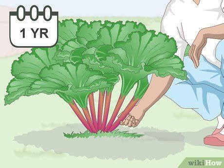 How to Harvest Rhubarb the Right Way When It’s Ripe