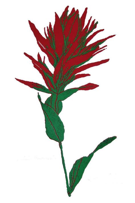 Indian Paintbrush Print By Harriet Greene