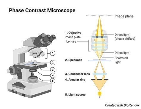 Microscope Microscope Parts Labeled Diagram And Functions