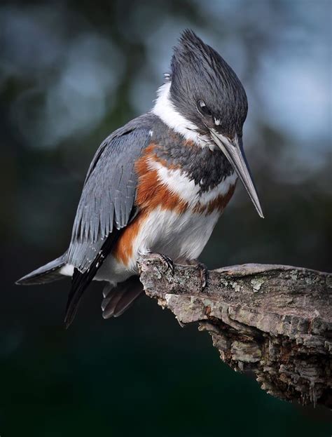 Kingfishers Kingfisher Pet Birds Kingfisher Bird