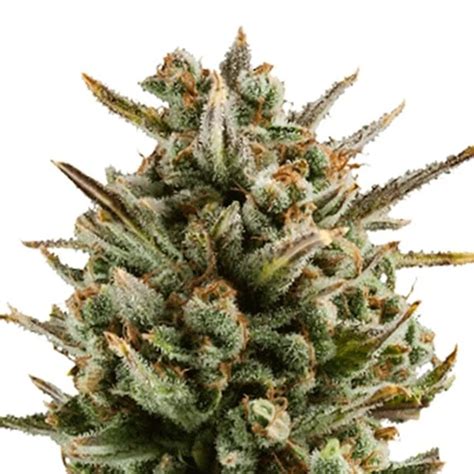 Alien Reunion Cannabis Seeds Royal King Seeds Feminized