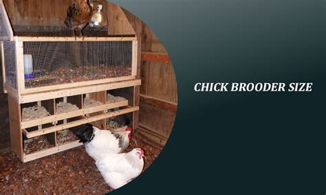 Optimizing Chick Brooder Size for Happy and Healthy Chicks