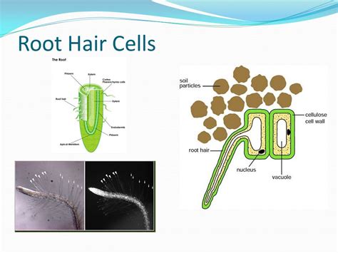 Plant Root Hair Cell Features / The Importance Of The Root Hair In Absorption Of The Water And ...