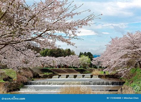 Amazing Cherry Blossoms Along A Cascading River In Uda City, Nara, Kansai Area, Japan Stock ...