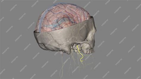 Premium Photo | The lingual nerve carries sensory innervation from the ...