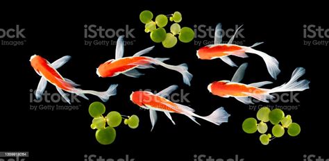 Top View Koi Fish Stock Photo Download Image Now Fish Pond Animal