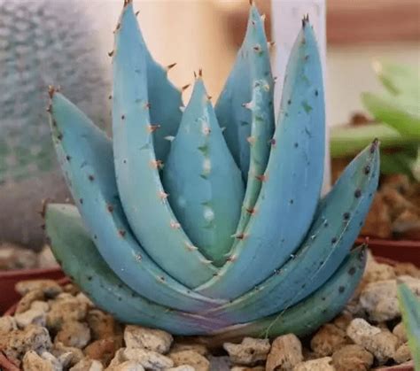 18 Poisonous Aloe Vera Species With Pictures American Gardener