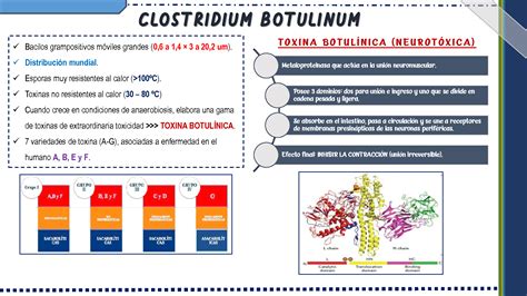 SOLUTION Clostridium Botulinum Studypool