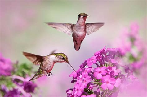 Hummingbirds And Flowers Wallpaper