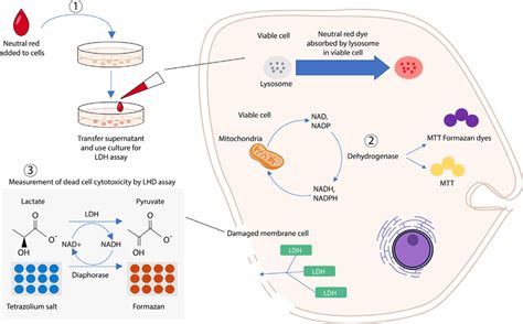 In Vitro Toxicity Assays Three Different Assays That Have Been Mostly