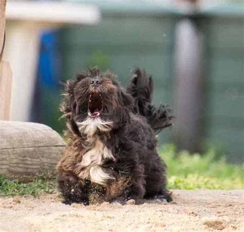 Por Qu Mi Perro Ladra Y Ataca A Otros Perros Con Correa