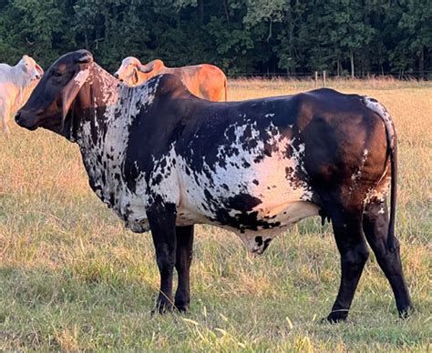 sardo negro cattle granite city ranch elberton georgia