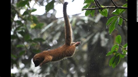 Olinguito The Newest Rare Mammal Species Discovery