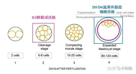 第三代试管婴儿核心——ngs技术解密！ 知乎