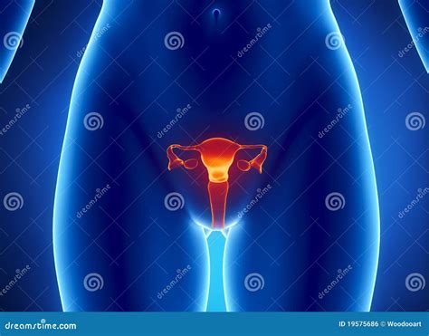 Female Reproductive System X Ray View Stock Illustration Illustration