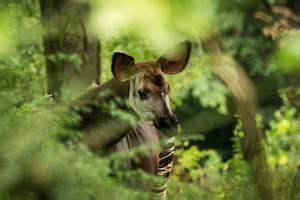 News — Okapi Conservation Project