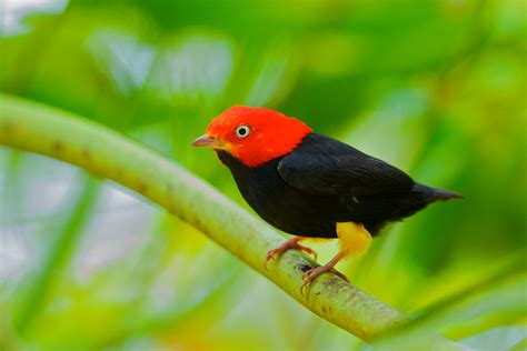 Manakin Birds News And Facts-Images | All Wildlife Photographs