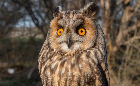 Long-Eared Owl Facts: Identification, Diet, Migration Info etc ...