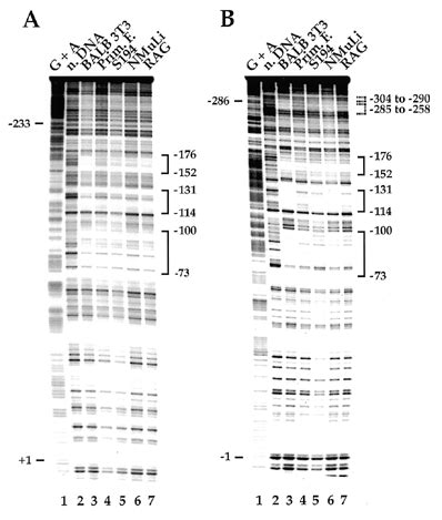 Comparison Of In Vitro DNase I Footprints Of The 7 To 350 Segment Of