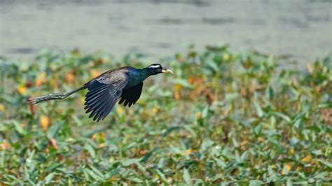 Bronze Winged Jacana Pictures Az Animals