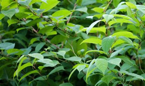 ‘problematic Japanese Knotweed On The Rise With More Than 50k Cases In