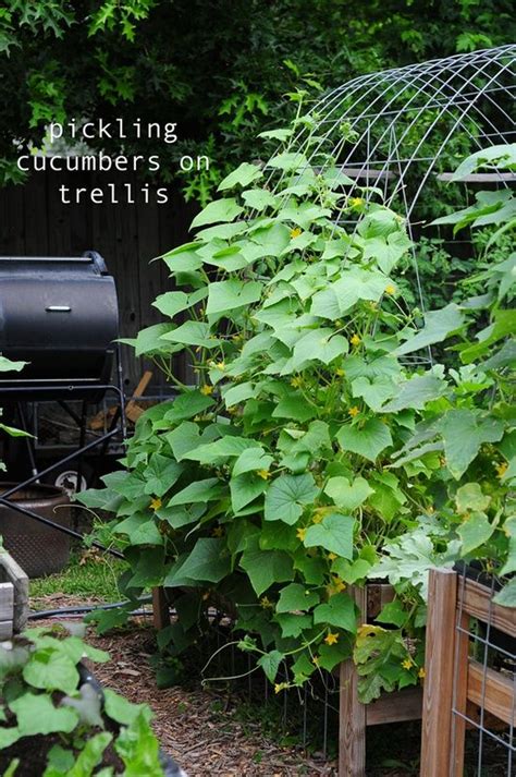 Pickling Cucumber Vines These Are So Pretty Garden Vines Garden