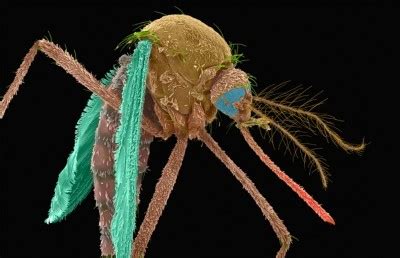 First Genetically Modified Mosquitoes Released In The United States