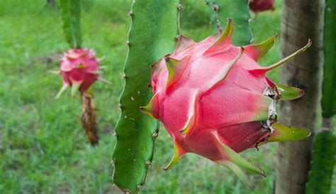 Topo Imagem Qual A Diferen A Da Pitaya Branca E Rosa Br