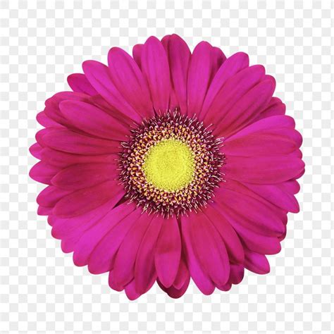 Gerbera Daisy Daisy Flower Flower Clipart Png Magenta Flowers