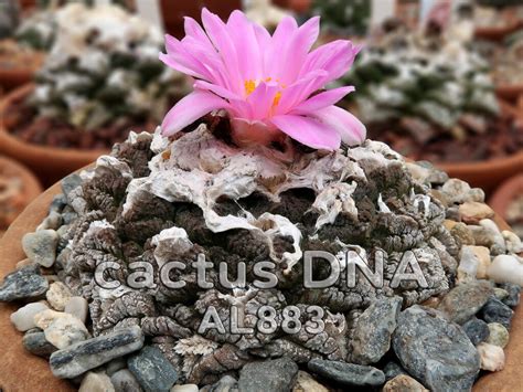 Ariocarpus Cactus Dna