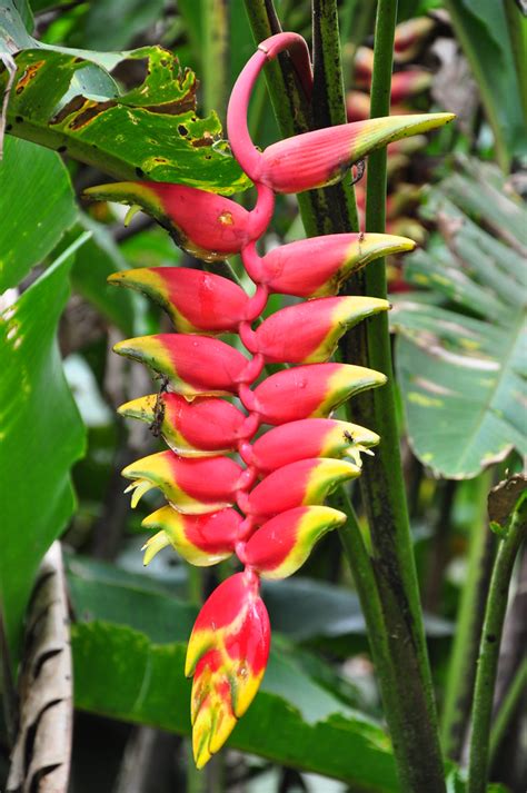 Lobster Claw In Amazon Rainforest Heliconia Rostrata Lobs Flickr