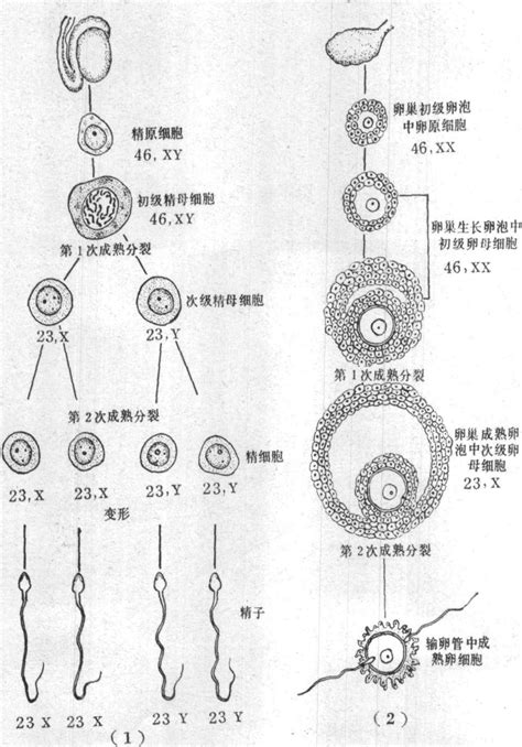 图17～1 生殖细胞的发育 基础医学 医学