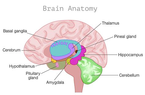 MEMORY STRUCTURES — Richards on the Brain