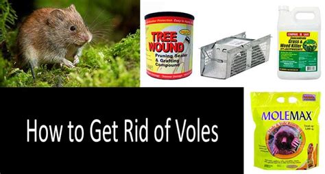 How to get rid of voles: 10 best vole traps, repellents and poisons in 2021