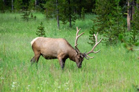 460+ Elk Herd Yellowstone Stock Photos, Pictures & Royalty-Free Images ...