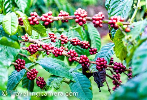 Drawn By The Aroma Into The Coffee Plantations Of Wayanad Kerala Diaries