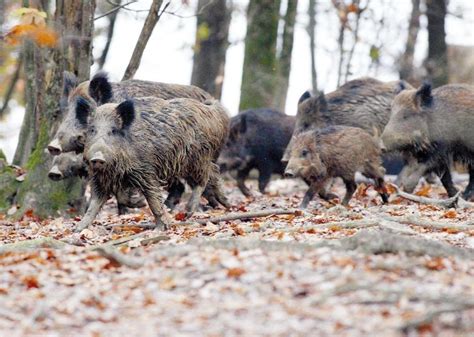 Risque dentrée de la peste porcine africaine en France appel à tuer