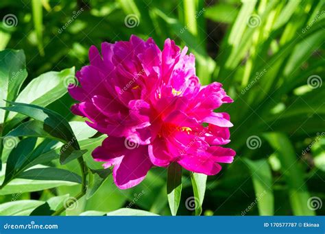 Peony Or Paeony Is A Flowering Plant In The Genus Paeonia The Only One