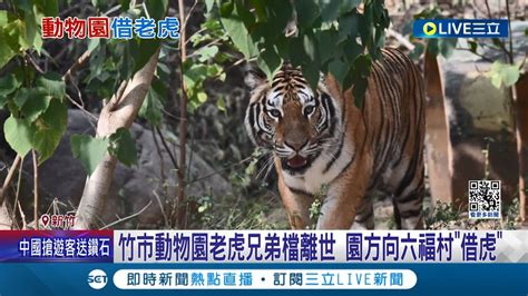 新虎駕到 竹市動物園老虎兄弟檔六福來福年邁離世 園方向六福村借虎 6歲孟加拉虎亮相｜記者 廖研堡 張浩譯｜【萌寵54來當家