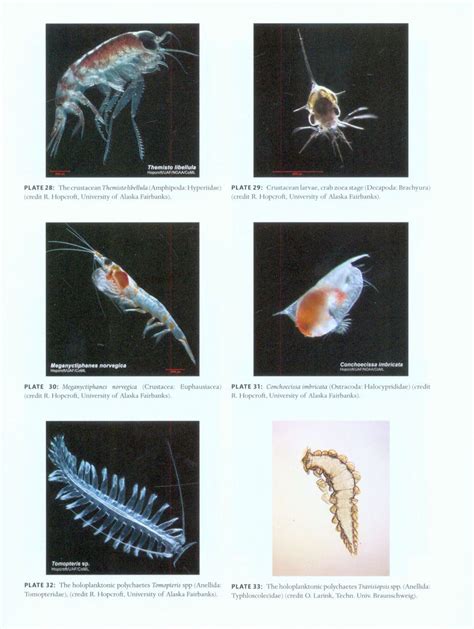 Freshwater Phytoplankton Identification Guide
