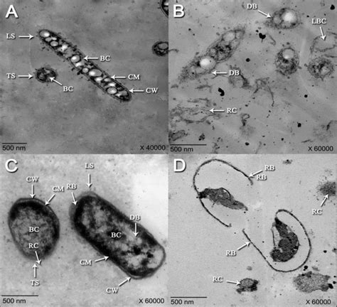 Antibacterial Activities Of Chitosan Nanoparticles Against Klebsiella