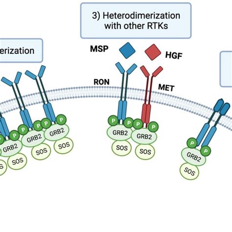 Ron Activation Classical Activation Via Msp Ligand Binding Induces