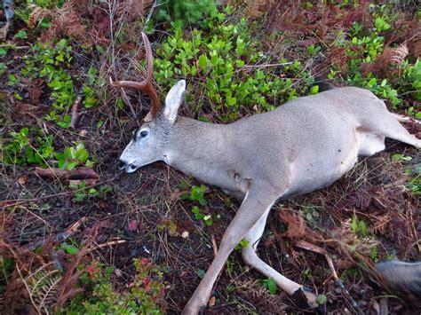 Pursuit of the Rain Deer: 2012 Washington Blacktail Buck